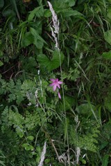 Hesperantha huttonii
