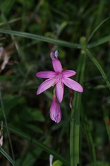 Hesperantha huttonii