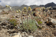 Artemisia umbelliformis