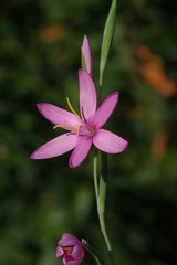 Hesperantha huttonii