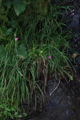 Hesperantha huttonii