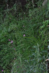 Hesperantha huttonii