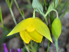 Calochortus amabilis