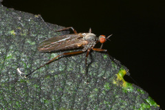 Rhamphomyia variabilis