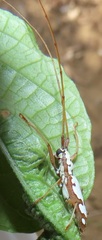 Olenecamptus albidus