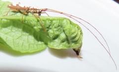 Olenecamptus albidus