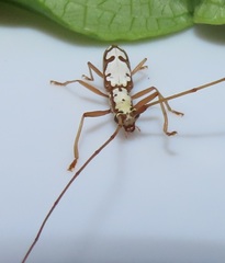 Olenecamptus albidus