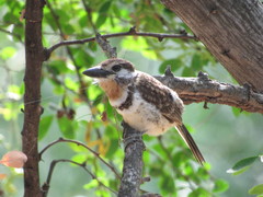 Hypnelus ruficollis