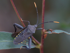 Amorbini