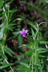 Monopsis stellarioides