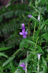 Monopsis stellarioides