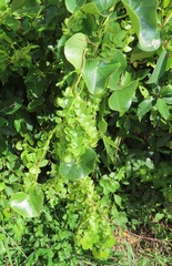 Cissampelos mucronata