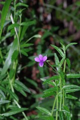 Monopsis stellarioides