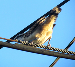 Campylorhynchus rufinucha