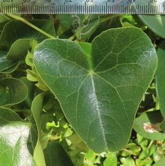 Cissampelos mucronata