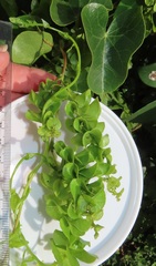 Cissampelos mucronata