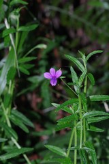 Monopsis stellarioides