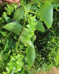 Cissampelos mucronata