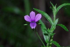 Monopsis stellarioides