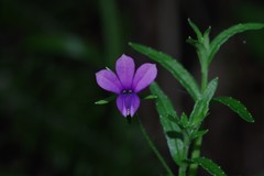 Monopsis stellarioides