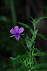 Monopsis stellarioides