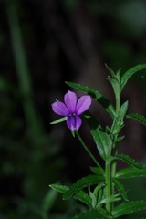 Monopsis stellarioides
