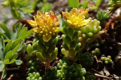 Sedum alpestre