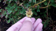 Potentilla eriocarpa