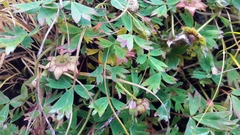 Potentilla eriocarpa