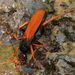 Rain Spider Wasp - Photo (c) Marienne de Villiers, some rights reserved (CC BY-NC), uploaded by Marienne de Villiers