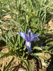 Moraea sisyrinchium