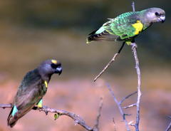 Poicephalus meyeri transvaalensis