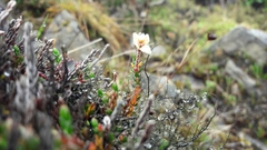 Cassiope selaginoides