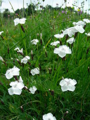 Dianthus cretaceus