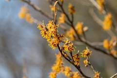 Hamamelis japonica
