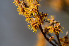 Hamamelis japonica