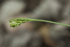 Carex breviculmis breviculmis
