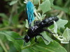 Scoliid Wasps - Photo (c) Jeannie, some rights reserved (CC BY-NC), uploaded by Jeannie