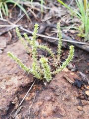 Crassula lanceolata transvaalensis