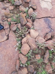 Crassula setulosa setulosa