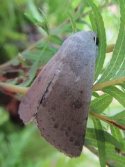 Pandesma submurina