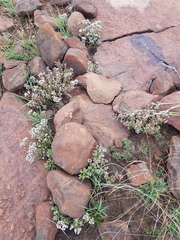 Crassula setulosa setulosa