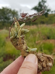 Adromischus umbraticola