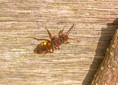 Nomada flava