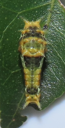 Narrow Green-banded Swallowtail