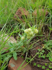 Hermannia grandistipula