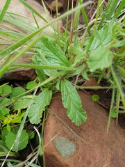 Hermannia grandistipula