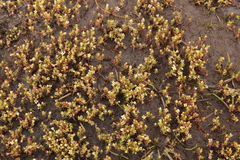 Crassula tuberella