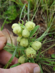 Hermannia grandistipula