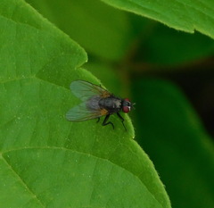 Muscidae